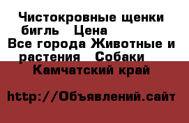 Чистокровные щенки бигль › Цена ­ 15 000 - Все города Животные и растения » Собаки   . Камчатский край